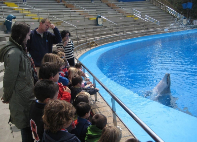 Delfin saludando al publico